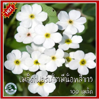 100 เมล็ด ฟอร์เก็ตมีน็อตสีขาว White Forget me not เมล็ดอย่าลืมฉัน สีขาว เมล็ดฟอร์เก็ตมีน็อต ฟอร์เก็ตมีน็อต