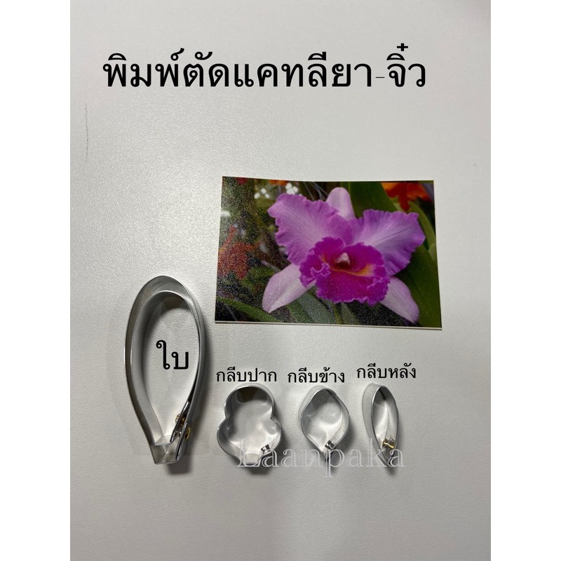 พิมพ์ตัดแคทลียา-จิ๋ว ไซส์ 1 ขนาดที่ได้ต้นสูง 6 ซม.,พิมพ์ดอกไม้จิ๋ว