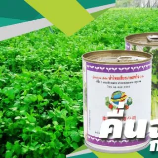 ขึ้นฉ่าย ~ 100,000 เมล็ด 65 กรัม (Chinese​ Celery)​ #คึ่นฉ่าย #คึ่นช่าย #ขึ้นช่าย #คื่นฉ่าย
