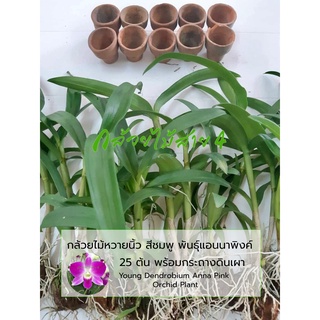 กล้วยไม้นิ้วสีชมพูสายพันธุ์แอนนา พร้อมกระถางดินเผา 25 ต้น (Young Dendrobium Anna Orchid Plant) เลี้ยง 9-10 เดือน มีดอก