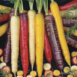 ถูก ใหม่ สายพันธุ์เมล็ดพันธุ์ แครอท คละสี (Rainbow Mixed Carrot Seed) บรรจุ 60 เมล็ด คุณภาพดี ของแท้ 100% WHWQ