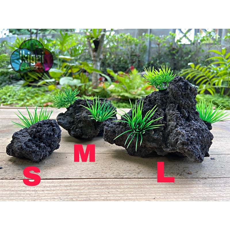 หินลาวาภูเขาไฟ(หินจริง)ติดต้นไม้เทียมสำหรับตกแต่งตู้ปลาสวยเป็นธรรมชาติเหมือนจริง‼️ : Ikigai Aquatic 