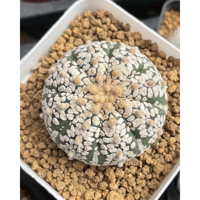 🌵Astrophytum asterias super