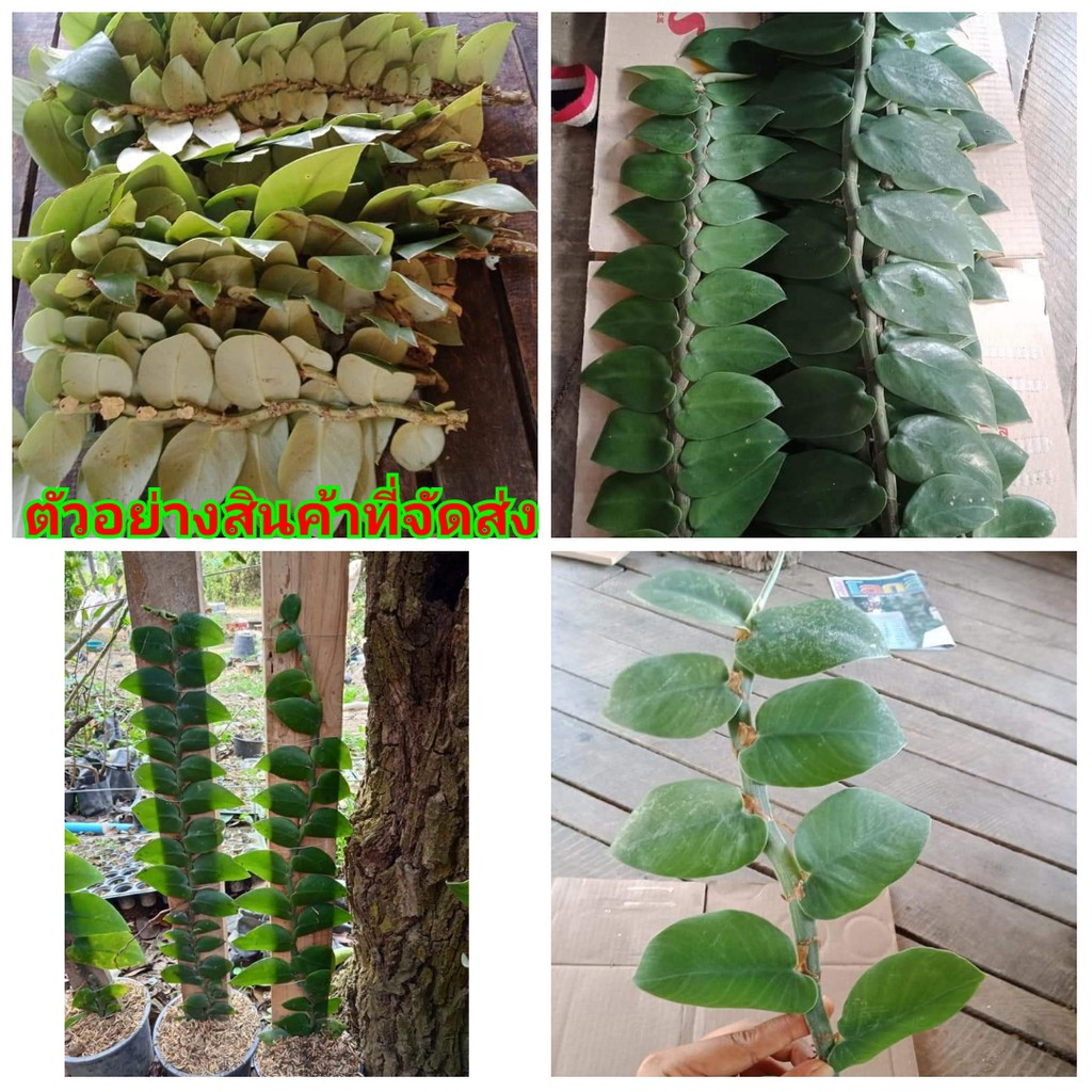 (ขายเป็นเซต12กิ่ง) (ขาย กิ่งพันธุ์) ต้น ท่อน กิ่ง  แนบอุรา ต้นแนบอุรา กิ่งแนบอุรา ต้นหัวใจแนบ หัวใจแนบ