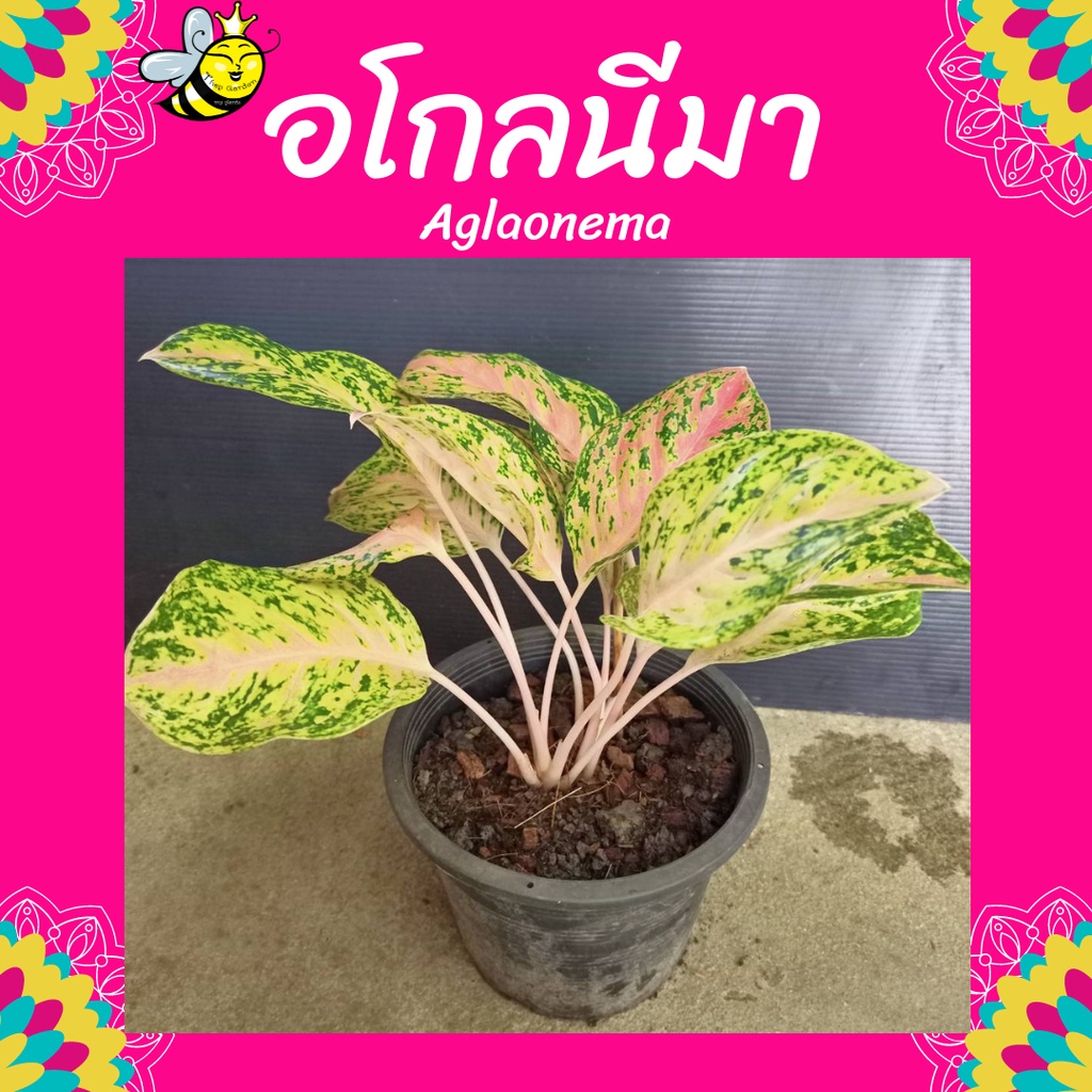 อโกลนีมา สำเภาทอง Aglaonema sp. ‘Samphaothong’