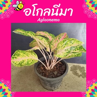 อโกลนีมา สำเภาทอง Aglaonema sp. ‘Samphaothong’