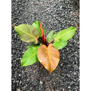 ต้นกุมารแดงเรียกทรัพย์ philodendron cherry red ฟิโลเดนตรอนเชอรี่เรด