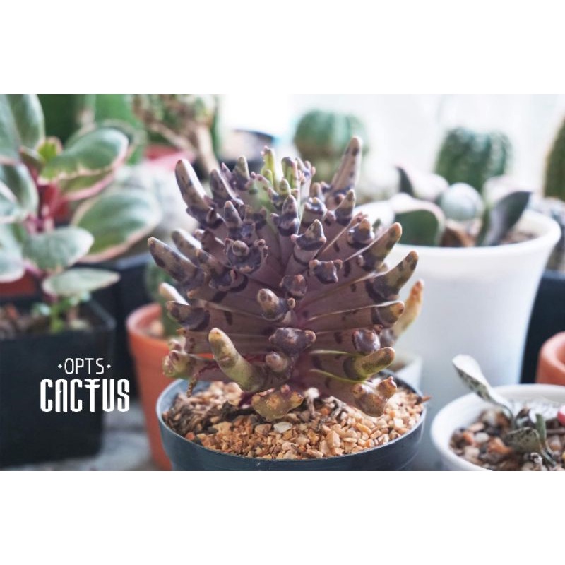 🐯Kalanchoe tubiflora succulents​ cactus ไม้อวบน้ำ แคคตัส ไม้ด่าง เศรษฐี​ล้านล้าน🐯