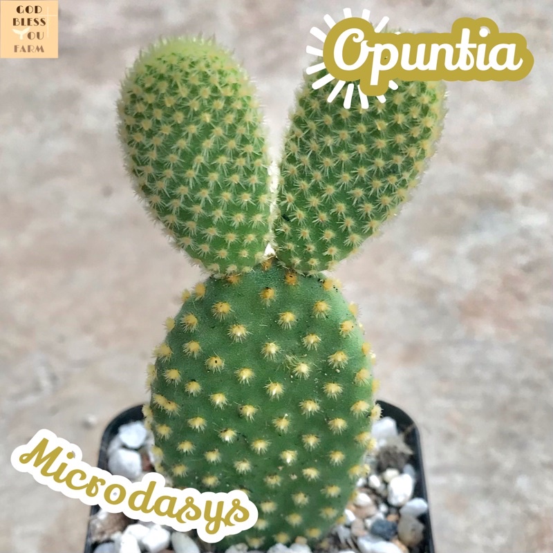 [หูกระต่ายเหลือง] Opuntia Microdasys ส่งพร้อมกระถาง Yellow Bunny Ears แคคตัส ทะเลทราย ไม้อวบน้ำ Cactus พืชอวบน้ำ หนาม