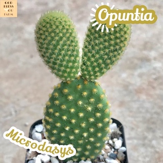 [หูกระต่ายเหลือง] Opuntia Microdasys ส่งพร้อมกระถาง Yellow Bunny Ears แคคตัส ทะเลทราย ไม้อวบน้ำ Cactus พืชอวบน้ำ ไม้หนาม