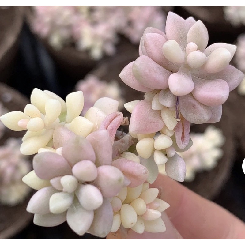 Graptopetalum mirinae variegata กุหลาบหิน ไม้อวบน้ำ succulent