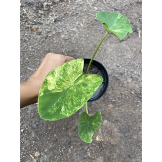 Colocasia yellow splash 🪴🪴💚💚