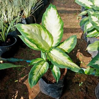 Flower Garden F332 ต้นสโนว์ดรอป สาวน้อยปะแป้ง แบบถุง Snowdrop (Dumbcane Camila) Dieffenbachia Macula