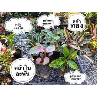 เซ็ตคล้า 1.คล้าพลอยไพลินหยก 2.คล้าใบละพัน 3.คล้าแตงโม 4.คล้าคอมแพคสตาร์ 5.คล้าทอง