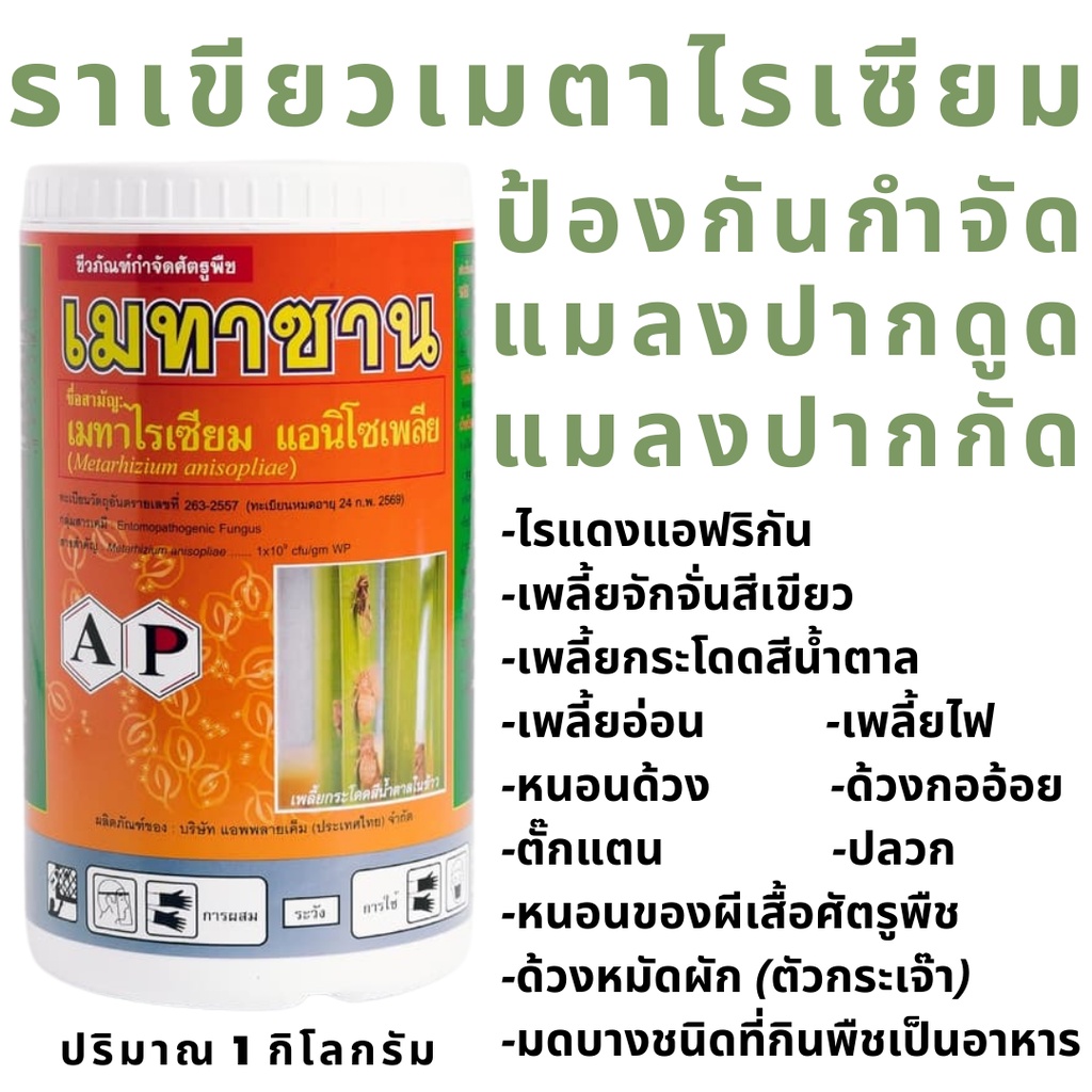 ราเขียว เมตาไรเซียม ป้องกันกำจัด แมลงปากกัด แมลงปากดูด ออร์แกนิค เมทาซาน เมตาไรเซียม Metarhizium