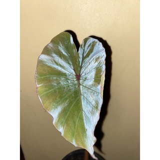 โคโลคาเซีย ดาร์ก แมงมุมแม่หม้ายมืด Colocasia dark widow (ส่งทั้งต้นพร้อมใบแบบตะกร้า)ราคาพิเศา