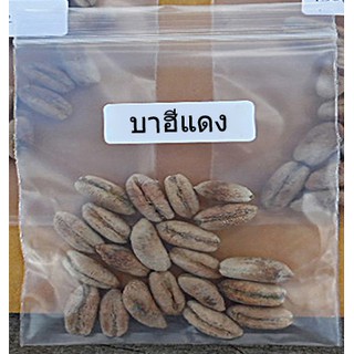 เมล็ดพันธุ์ อินทผาลัม (Date palm) 10 เมล็ด