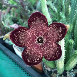 อีดิทโคเลีย แกรนดิส Edithcolea grandis (พรมเปอร์เซีย) เก๋งจีน 016