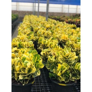 ต้นโกสนพันธุ์ แผ่นดินทอง (ทรงพุ่ม) ไซส์ใหญ่ สูง 30-40 เซนติเมตร ซื้อ 10 แถม 1 (จัดส่งแบบถอดกระถาง+รับประกันสินค้า)