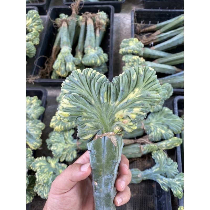 ตอบลูคริสด่างMyrtillocactuscristatavariegataขนาด8-9cm หรือติดต่อทางเพจ Cactus flower asia