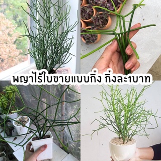 ต้นพญาไร้ใบ ขายแบบกิ่งชำ ซื้อขั้นต่ำ 10 กิ่ง