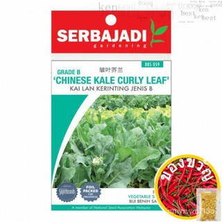 Benih Sayur/ผัก/菜种SERBAJADI เมล็ดคะน้า CURLY LEAF - KAI LAN KERINTING JENIS Bเหี่ยวย่นใบคะน้าed เมล็ด seeds EL9L