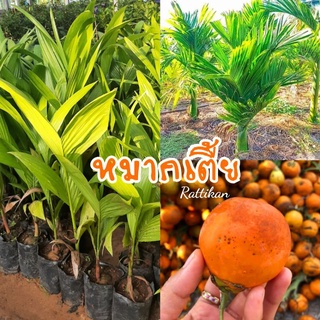 หมากเตี้ย🌱(เชต2ต้น100)บาทเพาะเมล็ดสูง60-70ซม.สวยทุกต้น(รับประกันสินค้าชำรุดเสียหาย)