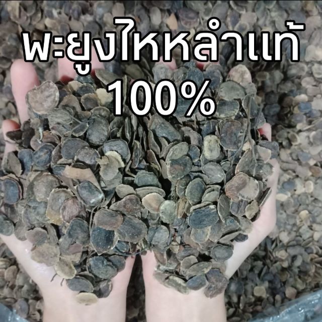 (พร้อมส่ง) เมล็ดพะยูงไหหลำแท้100% พยุงไหหลำอัตราการงอกสูง (50เมล็ด/70บาท)