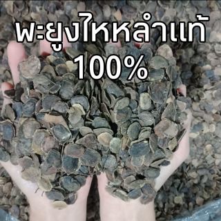 (พร้อมส่ง) เมล็ดพะยูงไหหลำแท้100% พยุงไหหลำอัตราการงอกสูง (50เมล็ด/70บาท)