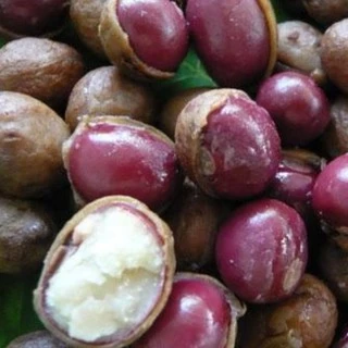 50 เมล็ด เมล็ดพันธุ์ถั่วหรั่ง เมล็ดถั่วหรั่ง ถั่วหรั่ง Bambara groundnut