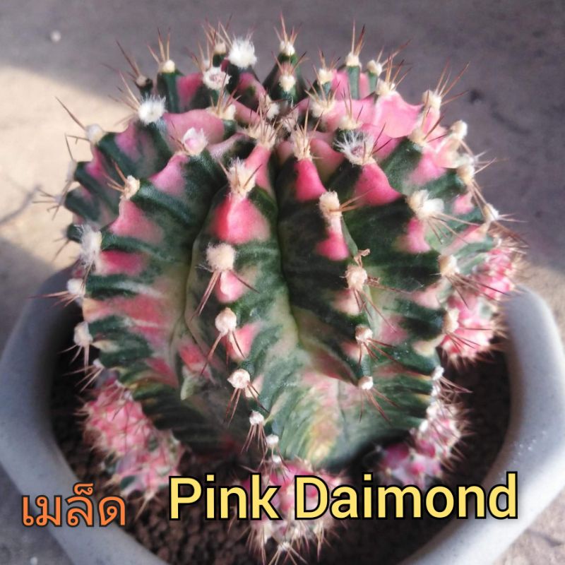 เมล็ดยิมโน Pink diamond  เมล็ดแคคตัส