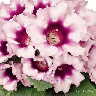 Biji Benih Bunga - Gloxinia /Flower seeds - Gloxinia /花种子- 大岩桐ดอกไม้鲜花/文胸/帽子/母婴/男装/上衣/seeds/头饰/内裤/木瓜/ CYHL