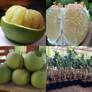 กล้าส้มโอ พันธุ์ขาวน้ำผึ้ง 99 บาท ความสูง 80-100 เซนติเมตร รสชาติหวานอมเปรี้ยว เนื้อสีขาวอมเหลืองเล็กน้อยคล้ายสีน้ำผึ้ง