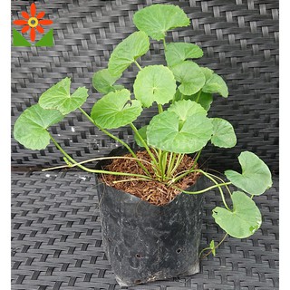 ต้นใบบัวบก ใบบัวบก ในถุงดำ 5นิ้ว พร้อมปลูก ต้นบัวบก บัวบก