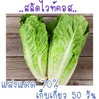เมล็ดพันธุ์ผักสลัด 50-500เมล็ด เมล็ดพันธุ์สลัด