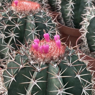 แคคตัส : Melocactus Amoenus (เมโลแคคตัส)