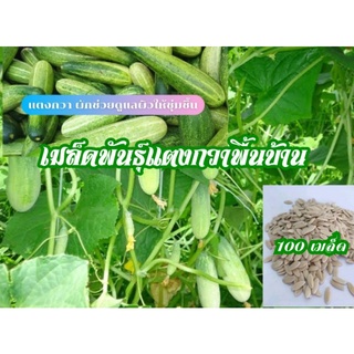 เมล็ดพันธุ์แตงกวาพื้นบ้าน(ชุดละ100เมล็ด)