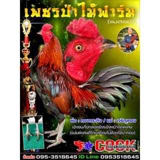 ไข่ไก่ชนายเลือดเงินล้าน ราคา3ฟอง280บาท