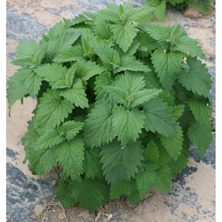 เมล็ดแคทนิป 3,000+เมล็ด Catnip สายพันธุ์OP****ศึกษาวิธีเพาะในรายละเอียดสินค้า****
