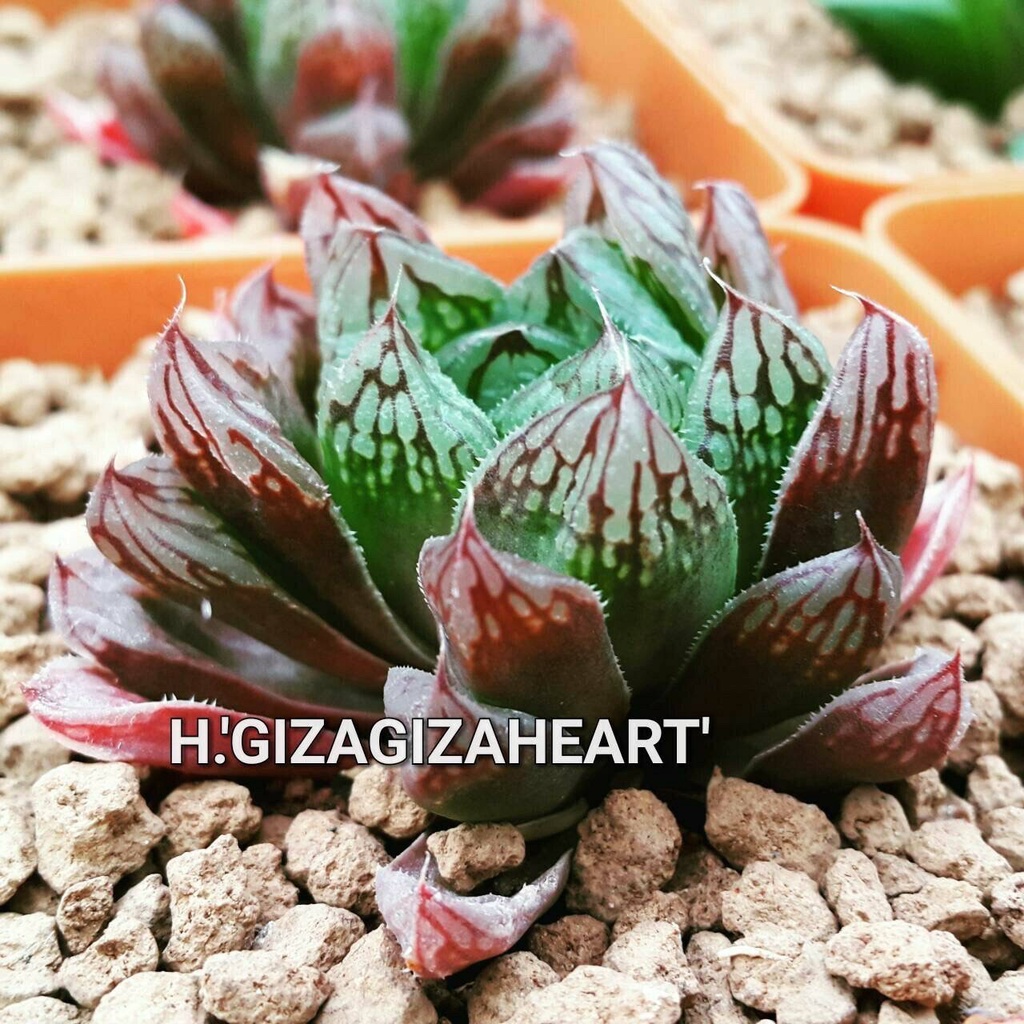 H.’Gizagizaheart’ หน้าต่างของหัวใจ A047