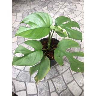 มอนสเตอร่าจินนี่ Monstera Ginny