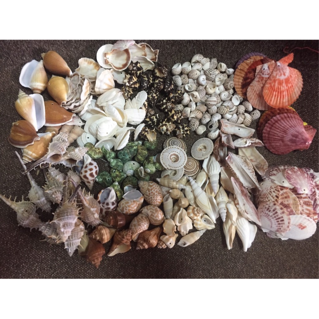 (💥พร้อมส่ง)แพ็คละ100กรัม เปลือกหอยคละแบบ D ตู้ปลา งานประดิษฐ์  ของสะสม