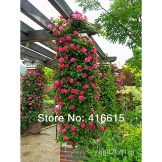 450 Pcs Climbing Roses Seeds,Climbing Plants ,Chinese Flower Seeds ,9 Species Variety, Each Of Variety 50 Pieces,  Gift玫