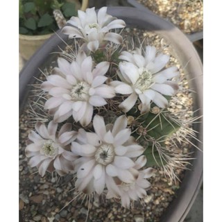 🌵เมล็ดพันธุ์แคคตัส🌵Gymnocalycium anisitsii 100 เมล็ด กระบองเพชร