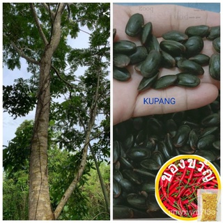 KUPANG SEEDS ( NATIVE TREE) 15 SEEDS ( BUY 2 GET 1 FREE)裙子/男装/儿童/seeds/内裤/头饰/种子/芹菜/香菜/向日葵/ XOTR