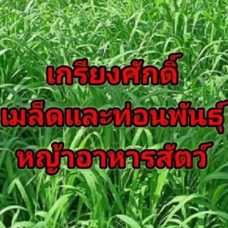 #เมล็ดหญ้ากินนีสีม่วง พร้อมปลูกเดือน มค.ปี 69 เป็นต้นไป#หญ้ากินนีสีม่วง #เกรียงศักดิ์เมล็ดและท่อนพันธุ์หญ้าอาหารสัตว์