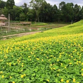 เมล็ดพันธุ์ถั่วบราซิล [500 เมล็ด] ตกแแต่งสวน สนามหญ้า พืชคลุมดิน
