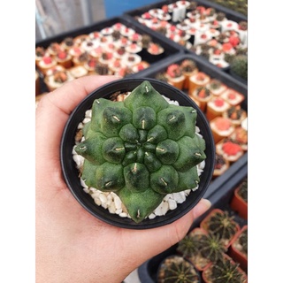 🌵ยิมม่อน ยิมโนมอนโทรส Gymnocalycium mihanovichii montrose