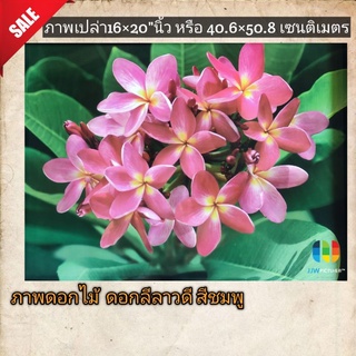 ภาพโปสเตอร์ ดอกลีลาวดีสีชมพูอมม่วง