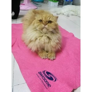 ผ้าซับน้ำอย่างดี Awesome ออซั่ม ขนาด 50X70 cm (ฟ้า ชมพู เขียว ส้ม เหลือง) ผ้าเอนกประสงค์ ผ้าเช็ดรถ ผ้าเช็ดขนสัตว์